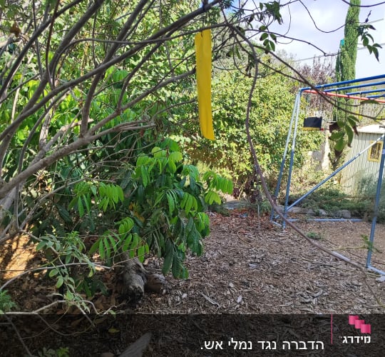 רצועת דבק צהובה תלויה על עץ בגינה
